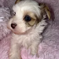 Diamond, a female Yorkshire Terrier for sale in Morrisville, PA – Photo 9 of 10