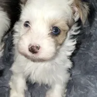 Diamond, a female Yorkshire Terrier for sale in Morrisville, PA – Photo 6 of 10