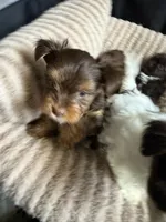 Twix, a male Yorkshire Terrier for sale in Morrisville, PA – 1 of 7