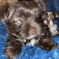 Mozi, a female Yorkshire Terrier for sale in Morrisville, PA – Photo 2 of 10