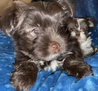 Mozi, a female Yorkshire Terrier for sale in Morrisville, PA – Photo 2 of 10