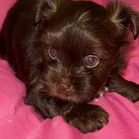 Mozi, a female Yorkshire Terrier for sale in Morrisville, PA – Photo 9 of 10