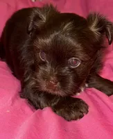 Mozi, a female Yorkshire Terrier for sale in Morrisville, PA – Photo 9 of 10