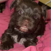 Mozi, a female Yorkshire Terrier for sale in Morrisville, PA – Photo 7 of 10