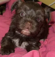 Mozi, a female Yorkshire Terrier for sale in Morrisville, PA – Photo 7 of 10