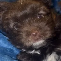 Mozi, a female Yorkshire Terrier for sale in Morrisville, PA – Photo 1 of 10