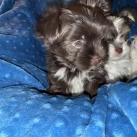 Mozi, a female Yorkshire Terrier for sale in Morrisville, PA – Photo 5 of 10