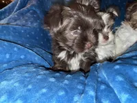 Mozi, a female Yorkshire Terrier for sale in Morrisville, PA – Photo 5 of 10