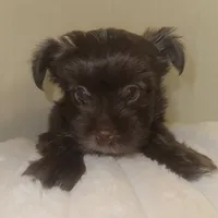 Mozi, a female Yorkshire Terrier for sale in Morrisville, PA – Photo 3 of 10