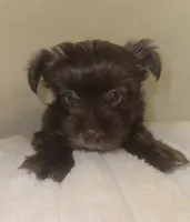 Mozi, a female Yorkshire Terrier for sale in Morrisville, PA – Photo 3 of 10