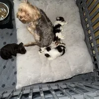 Mozi, a female Yorkshire Terrier for sale in Morrisville, PA – Photo 10 of 10