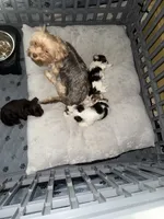 Mozi, a female Yorkshire Terrier for sale in Morrisville, PA – Photo 10 of 10