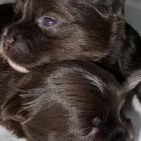 Mozi, a female Yorkshire Terrier for sale in Morrisville, PA – Photo 6 of 10