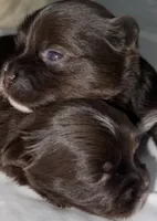 Mozi, a female Yorkshire Terrier for sale in Morrisville, PA – Photo 6 of 10