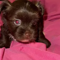 Mozi, a female Yorkshire Terrier for sale in Morrisville, PA – Photo 8 of 10