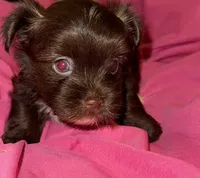 Mozi, a female Yorkshire Terrier for sale in Morrisville, PA – Photo 8 of 10