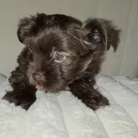 Mozi, a female Yorkshire Terrier for sale in Morrisville, PA – Photo 4 of 10