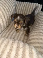 Mars, a male Yorkshire Terrier for sale in Morrisville, PA – 2 of 5