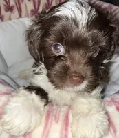 Nori, a female Yorkshire Terrier for sale in Morrisville, PA – 3 of 10
