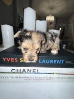 Nala, a male Yorkshire Terrier for sale in Morrisville, PA – 10 of 10
