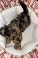 Nala, a male Yorkshire Terrier for sale in Morrisville, PA – 8 of 10