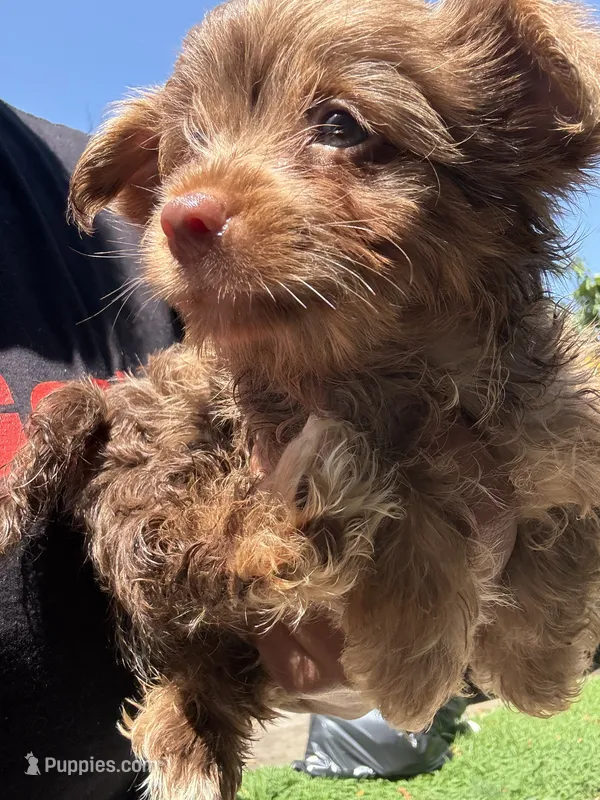 Simba – Yorkshire Terrier puppy for sale in Trenton, NJ