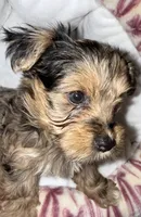 Nala, a male Yorkshire Terrier for sale in Morrisville, PA – 7 of 10