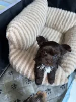 Mocha, a female Yorkshire Terrier for sale in Morrisville, PA – 2 of 10