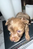 Simba, a male Yorkshire Terrier for sale in Morrisville, PA – 4 of 10