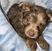 Simba, a male Yorkshire Terrier for sale in Morrisville, PA – 9 of 10