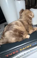Simba, a male Yorkshire Terrier for sale in Morrisville, PA – 2 of 10
