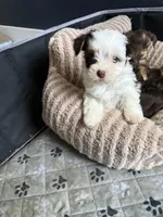 Cookies & Cream , a male Yorkshire Terrier for sale in Morrisville, PA – 6 of 10