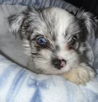 Honor, a male Yorkshire Terrier for sale in Morrisville, PA – 3 of 10