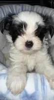 Koa, a male Yorkshire Terrier for sale in Morrisville, PA – 2 of 10