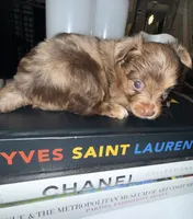 Simba, a male Yorkshire Terrier for sale in Morrisville, PA – 3 of 10