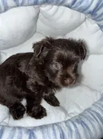 Zorru, a male Yorkshire Terrier for sale in Morrisville, PA – 5 of 9
