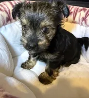 Eclipse , a female Yorkshire Terrier for sale in Morrisville, PA – 2 of 10