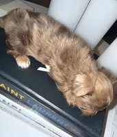 Simba, a male Yorkshire Terrier for sale in Morrisville, PA – 8 of 10