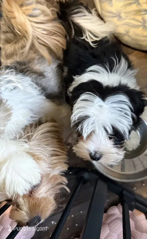 Koa – Yorkshire Terrier puppy for sale in Trenton, NJ