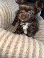 Mocha, a female Yorkshire Terrier for sale in Morrisville, PA – 8 of 10