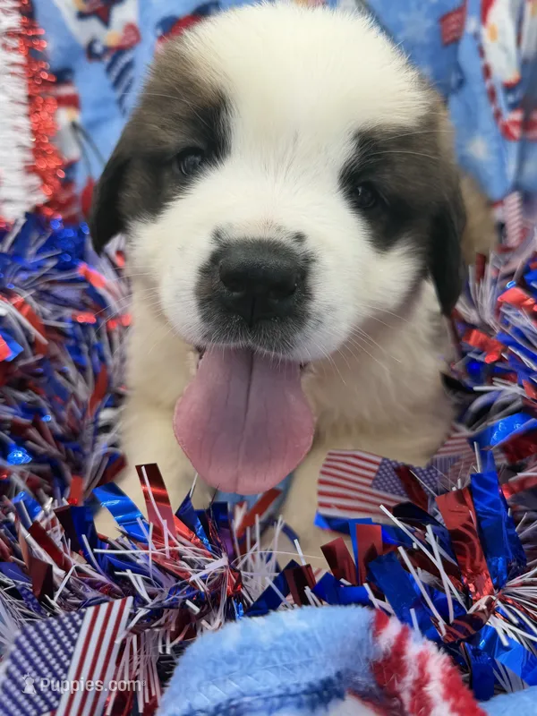Bear  ( red male ) – Saint Bernard puppy for sale in Lagrange, IN