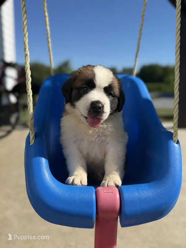 Bruno dark blue – Saint Bernard puppy for sale in Lagrange, IN