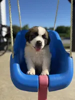 Bruno dark blue, a male Saint Bernard for sale in Lagrange, IN – 1 of 6