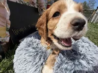 Yoshi , a male Cocker Spaniel for sale in Lagrange, IN – 3 of 7