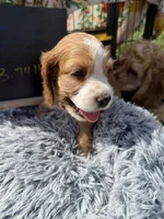 Yoshi , a male Cocker Spaniel for sale in Lagrange, IN – 4 of 7