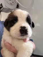 Bella , a female Saint Bernard for sale in Lagrange, IN – 4 of 6