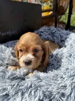 Yoda , a male Cocker Spaniel for sale in Lagrange, IN – 4 of 9