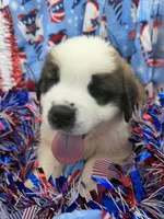 Bear  ( red male ), a male Saint Bernard for sale in Lagrange, IN – 5 of 6