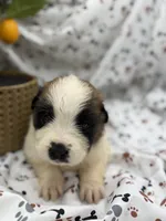 Bella , a female Saint Bernard for sale in Lagrange, IN – 2 of 6
