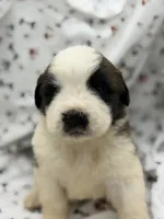 Bear , a male Saint Bernard for sale in Lagrange, IN – 3 of 6